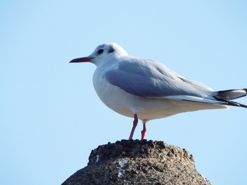 f:id:yuuko1220:20190118203640j:plain f:id:yuuko1220:20190118203640j:plain
