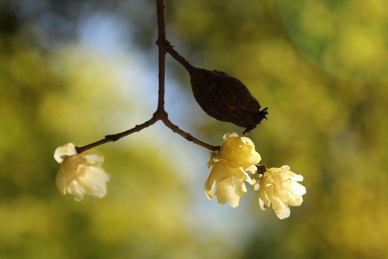 f:id:yuuko1220:20190124075814j:plain f:id:yuuko1220:20190124075814j:plain