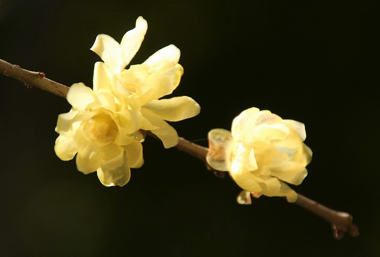 f:id:yuuko1220:20190124075816j:plain f:id:yuuko1220:20190124075816j:plain