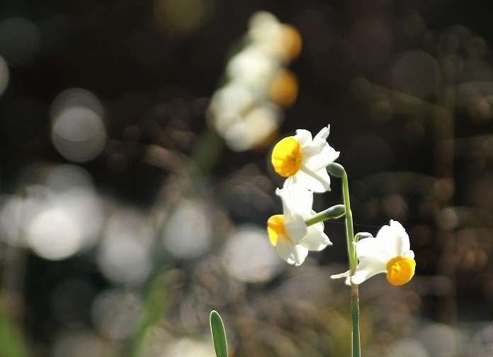 f:id:yuuko1220:20190129202618j:plain f:id:yuuko1220:20190129202618j:plain