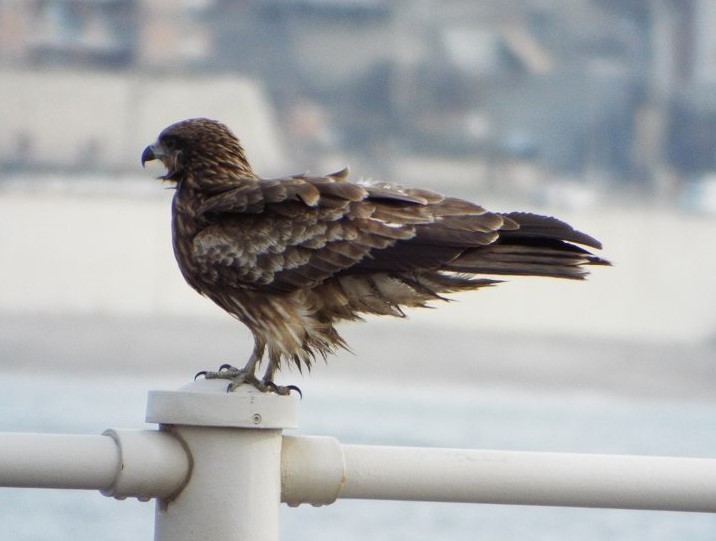 f:id:yuuko1220:20190202180737j:plain