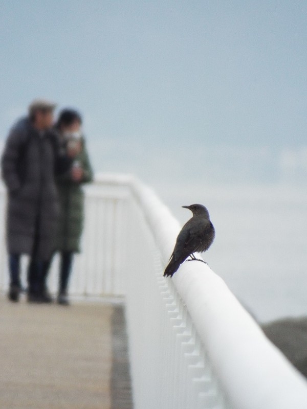 f:id:yuuko1220:20190202180740j:plain