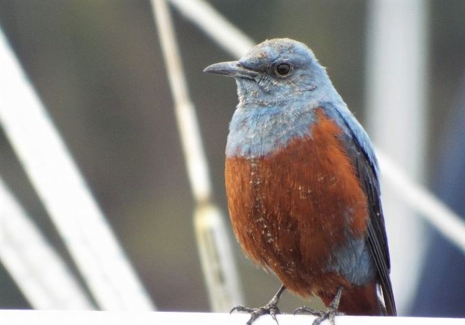 f:id:yuuko1220:20190202180744j:plain