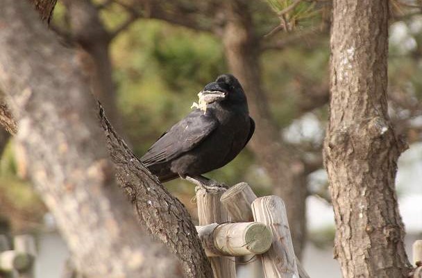 f:id:yuuko1220:20190202181359j:plain