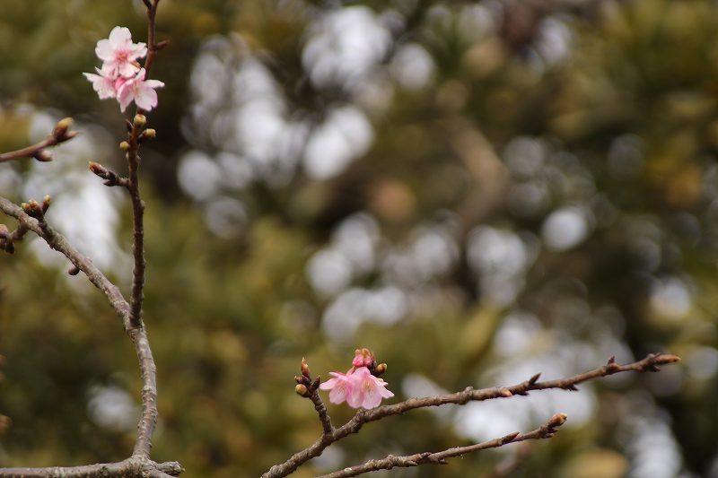 f:id:yuuko1220:20190202181410j:plain f:id:yuuko1220:20190202181410j:plain
