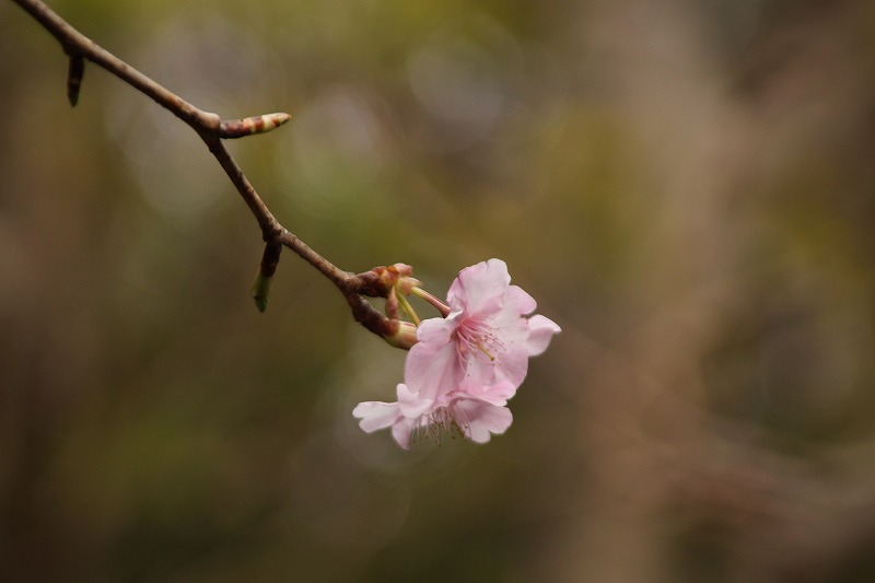 f:id:yuuko1220:20190202181411j:plain f:id:yuuko1220:20190202181411j:plain