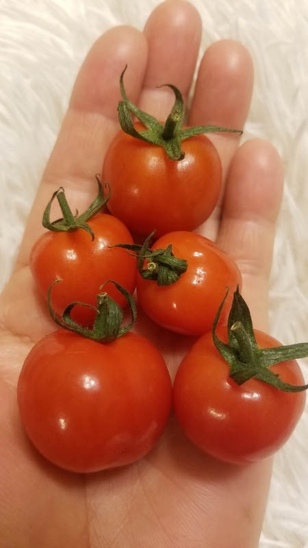 f:id:yuuko1220:20190208210936j:plain f:id:yuuko1220:20190208210936j:plain