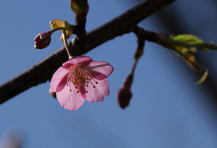 f:id:yuuko1220:20190208211438j:plain f:id:yuuko1220:20190208211438j:plain