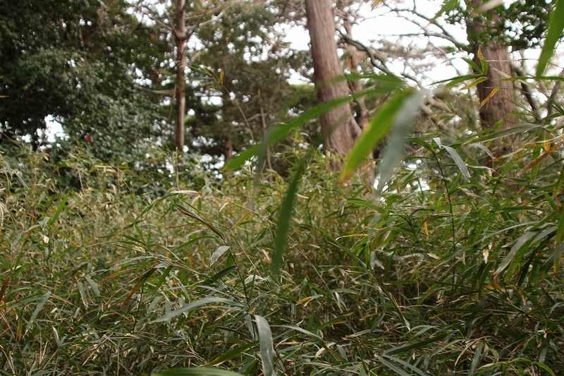 f:id:yuuko1220:20190214151435j:plain f:id:yuuko1220:20190214151435j:plain