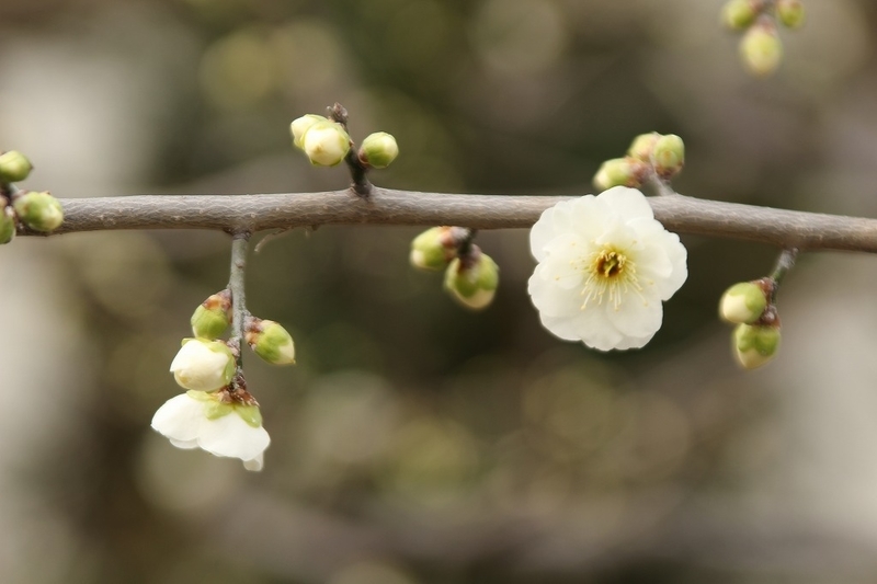 f:id:yuuko1220:20190214151448j:plain f:id:yuuko1220:20190214151448j:plain