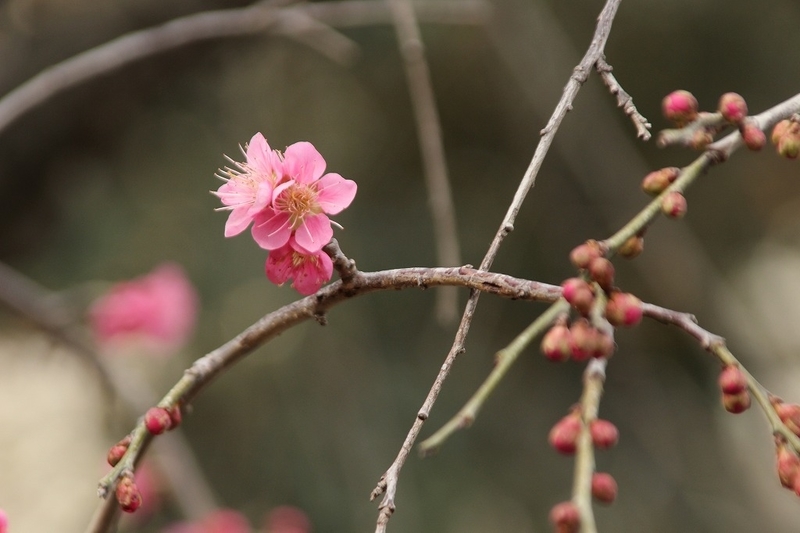 f:id:yuuko1220:20190214151451j:plain f:id:yuuko1220:20190214151451j:plain