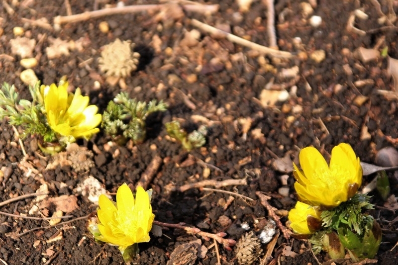 f:id:yuuko1220:20190224195538j:plain f:id:yuuko1220:20190224195538j:plain