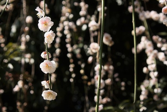 f:id:yuuko1220:20190226151337j:plain f:id:yuuko1220:20190226151337j:plain