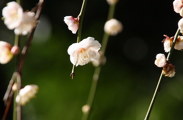 f:id:yuuko1220:20190226151338j:plain f:id:yuuko1220:20190226151338j:plain