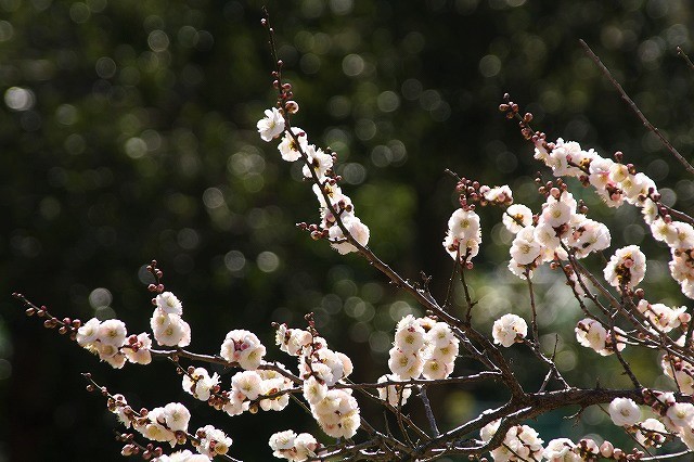 f:id:yuuko1220:20190226151341j:plain f:id:yuuko1220:20190226151341j:plain