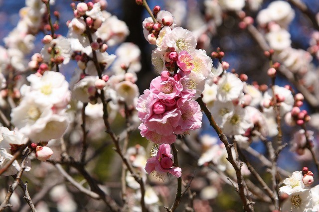 f:id:yuuko1220:20190226151343j:plain f:id:yuuko1220:20190226151343j:plain