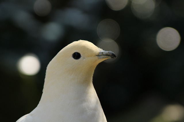 f:id:yuuko1220:20190325124812j:plain f:id:yuuko1220:20190325124812j:plain