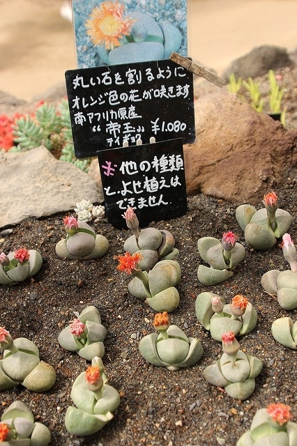 f:id:yuuko1220:20190325124834j:plain f:id:yuuko1220:20190325124834j:plain
