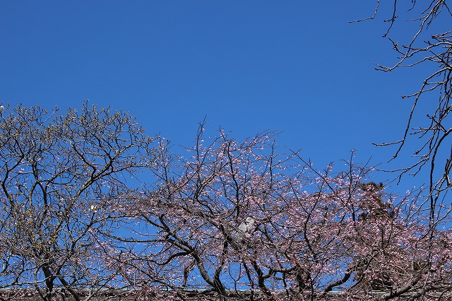 f:id:yuuko1220:20190331074322j:plain f:id:yuuko1220:20190331074322j:plain