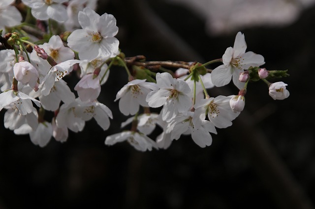 f:id:yuuko1220:20190331074327j:plain