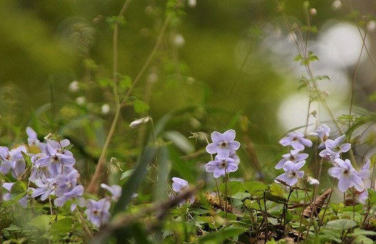 f:id:yuuko1220:20190331074331j:plain f:id:yuuko1220:20190331074331j:plain