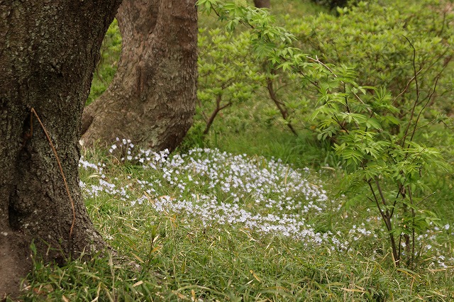 f:id:yuuko1220:20190331074334j:plain f:id:yuuko1220:20190331074334j:plain