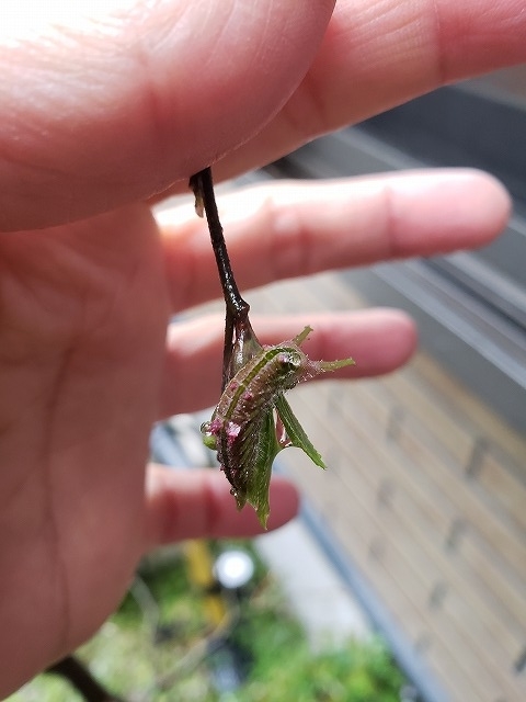 f:id:yuuko1220:20190412162312j:plain f:id:yuuko1220:20190412162312j:plain