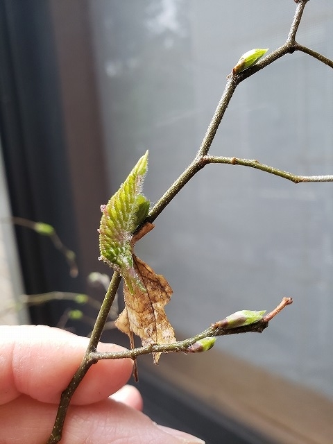 f:id:yuuko1220:20190412162313j:plain f:id:yuuko1220:20190412162313j:plain