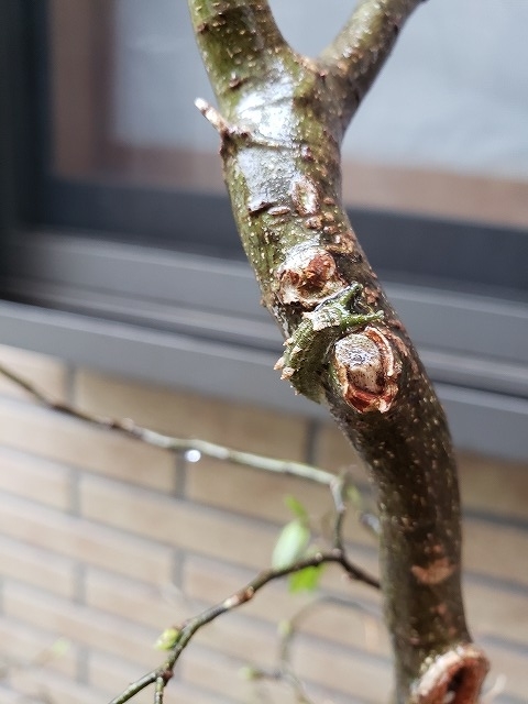f:id:yuuko1220:20190412162315j:plain f:id:yuuko1220:20190412162315j:plain