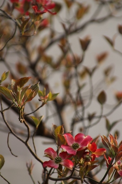 f:id:yuuko1220:20190412224217j:plain f:id:yuuko1220:20190412224217j:plain