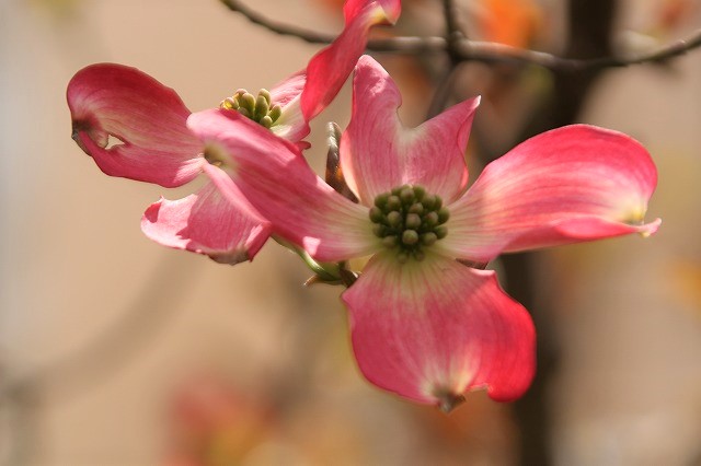 f:id:yuuko1220:20190412224218j:plain f:id:yuuko1220:20190412224218j:plain