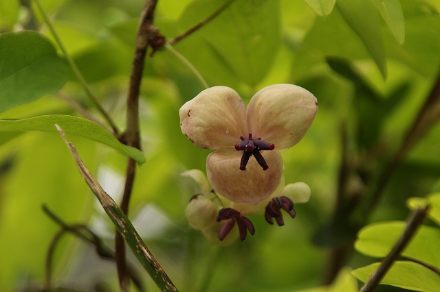 f:id:yuuko1220:20190429170753j:plain f:id:yuuko1220:20190429170753j:plain