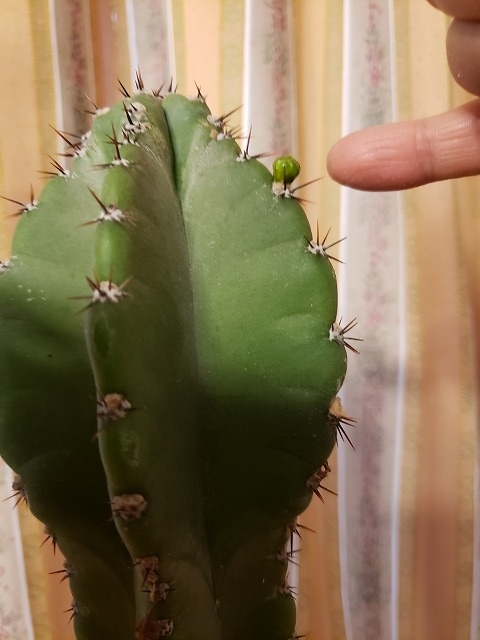 f:id:yuuko1220:20190505213354j:plain f:id:yuuko1220:20190505213354j:plain
