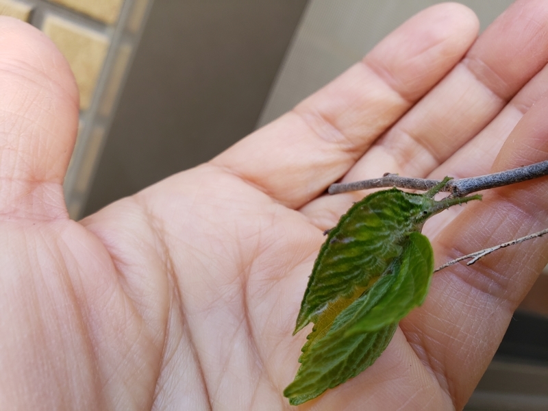 f:id:yuuko1220:20190509192624j:plain f:id:yuuko1220:20190509192624j:plain