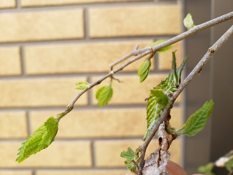 f:id:yuuko1220:20190509192625j:plain f:id:yuuko1220:20190509192625j:plain
