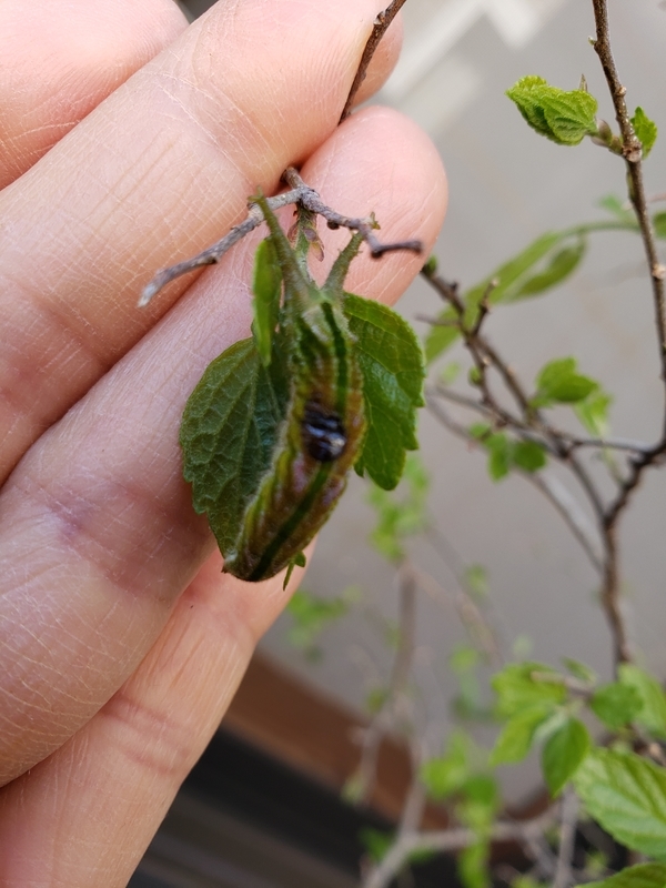 f:id:yuuko1220:20190509192626j:plain f:id:yuuko1220:20190509192626j:plain