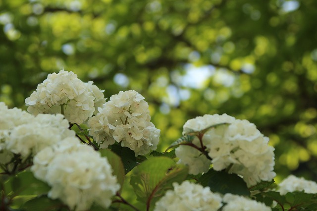 f:id:yuuko1220:20190509200905j:plain f:id:yuuko1220:20190509200905j:plain