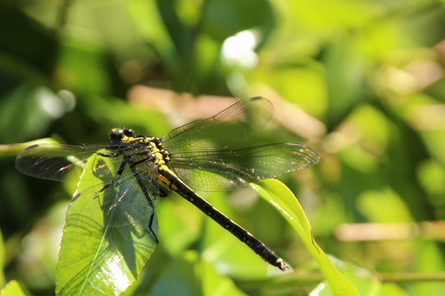 f:id:yuuko1220:20190515214427j:plain f:id:yuuko1220:20190515214427j:plain