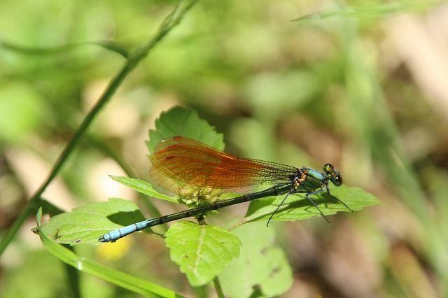 f:id:yuuko1220:20190515214430j:plain f:id:yuuko1220:20190515214430j:plain