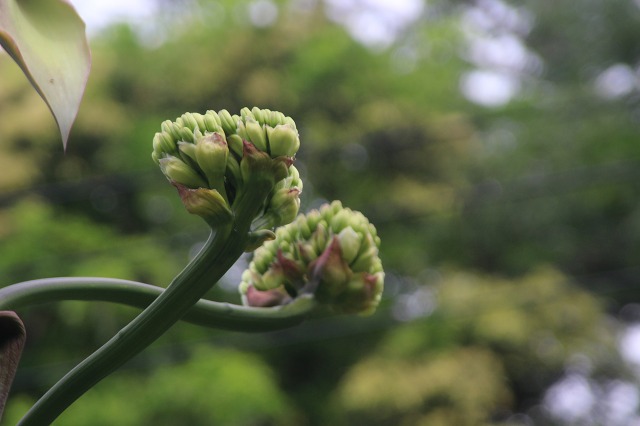 f:id:yuuko1220:20190523122406j:plain f:id:yuuko1220:20190523122406j:plain