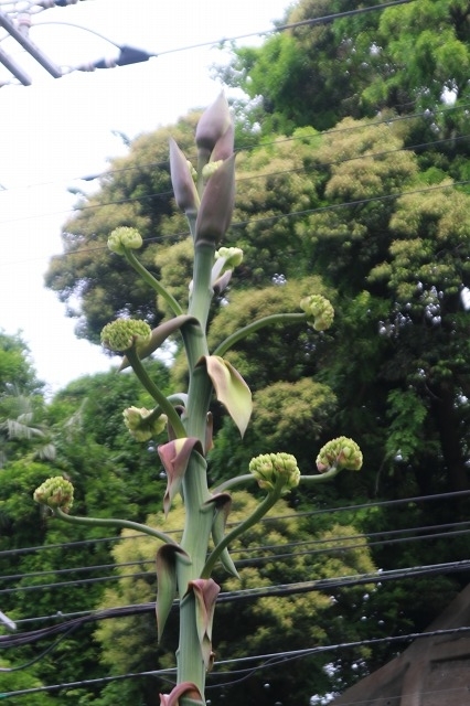 f:id:yuuko1220:20190523122407j:plain f:id:yuuko1220:20190523122407j:plain