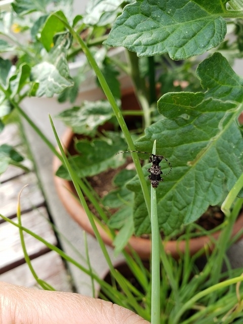 f:id:yuuko1220:20190529160627j:plain f:id:yuuko1220:20190529160627j:plain