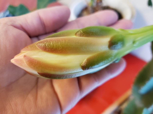 f:id:yuuko1220:20190529160629j:plain f:id:yuuko1220:20190529160629j:plain