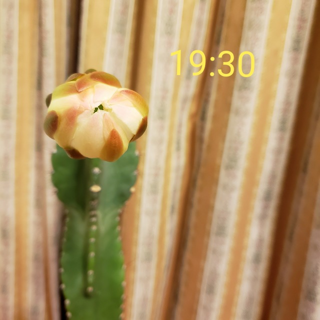 f:id:yuuko1220:20190529160630j:plain f:id:yuuko1220:20190529160630j:plain