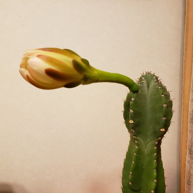 f:id:yuuko1220:20190529160631j:plain f:id:yuuko1220:20190529160631j:plain