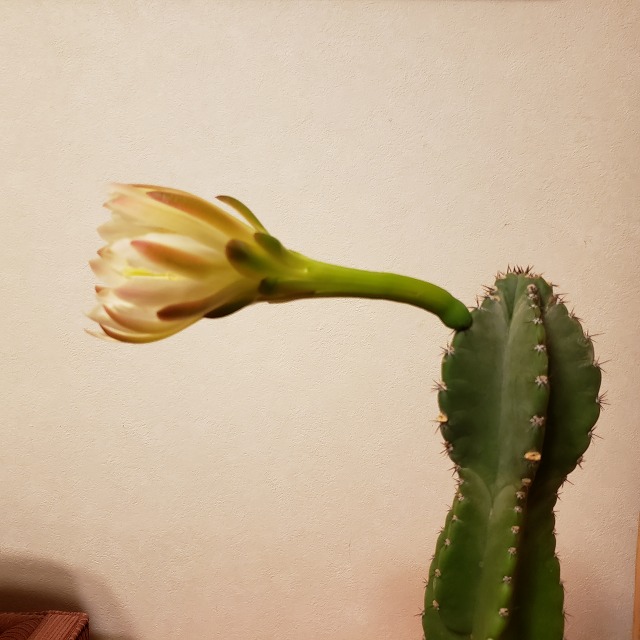 f:id:yuuko1220:20190529160633j:plain f:id:yuuko1220:20190529160633j:plain