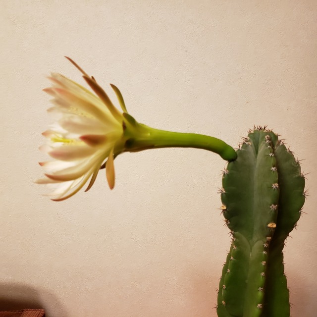 f:id:yuuko1220:20190529160634j:plain f:id:yuuko1220:20190529160634j:plain
