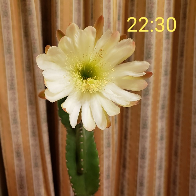 f:id:yuuko1220:20190529160635j:plain f:id:yuuko1220:20190529160635j:plain