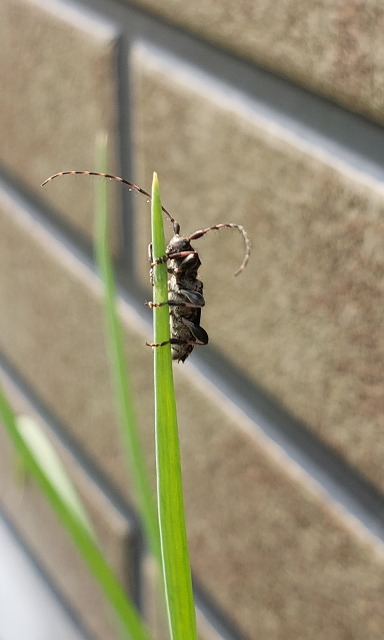 f:id:yuuko1220:20190529160636j:plain f:id:yuuko1220:20190529160636j:plain