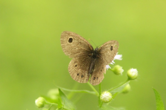 f:id:yuuko1220:20190529160650j:plain f:id:yuuko1220:20190529160650j:plain